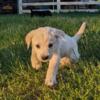 Black Lab/Golden Shepherd Puppies, Litter of 10