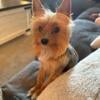 2.5 pound male Yorkie 2 yrs old for Stud service