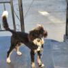 Bernese Mountain dog and poodle mix