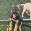 German Shepherd Puppies