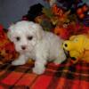 Ckc Male Maltese