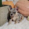 Daisy AKC French Bulldog