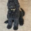 12 week Female Labradoodle