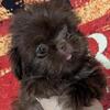 Jack Shih-tzu Boy 