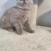 Purebred British Shorthair Kittens 