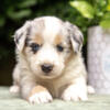 Beautiful AKC Australian Shepherd Puppies