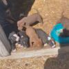 Puppies for sale pitbull mix