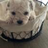 Toy Poodle for sale 