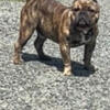 Re homing my pocket bully with papers ukc