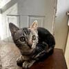 MARBLE BENGAL FOR SALE $450