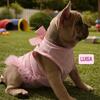 Lilac Fawn French Bulldog