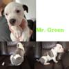 American Bully Puppies looking for forever homes