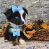 Toy Australian shepherds