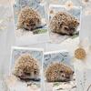 hedgehogs