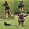 AKC Female German Shepherd (Imported Lines)