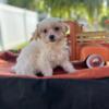 Maltipoo Puppy for sale