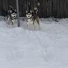 Husky puppies available