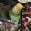 Double yellow headed amazon parrot