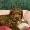 "Maple" High quality Cockapoo, Great personality, playful, and super cute. She is Non shedding.
