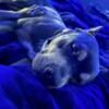 Beautiful 3 yr Old (Female)  American Bully Needs a New Home