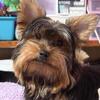 Male Yorkie puppy, ready to go