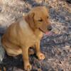 Labrador retrieve puppies