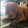 Beautiful Red Toy Poodle boy