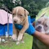 Gorgeous bully puppies 4 girls and 4 males