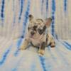 3k french bulldog female puppy