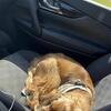 Pure bred King Charles Cavalier Spaniel