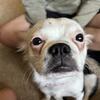 Flora-Female 100% Boston Terrier-long hair