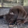 Labrador Retriever Chocolate Male Puppy
