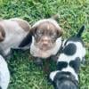 German Short Haired Pointer Puppies AKC Fully Registered.