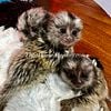 marmoset monkey infants