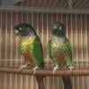 Green Cheek Breeder Pairs.Trade?