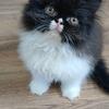 Sweet CFA registered EXOTIC LONGHAIR FEMALEkitten