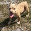 Pocket Bully American Bully Merle