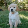 AKC Golden Retriever Puppies (Full AKC Registration) in Maryland - $2,500