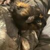 Guinea pigs