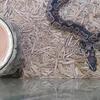 Younger female ball python 