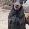 Awesome European stud dog doberman for sale