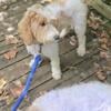 F1B Goldendoodle" Autumn & Winter"