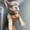 Isabella new shade AKC  French Bulldog