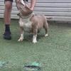 Pocket American Bully-female