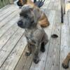 Cane Corso puppies looking for a loving forever home