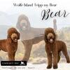 BIG RED AKC Standard Poodle