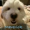 I have a 1 Year old  male Shih Poo for sale