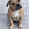 AMERICAN BULLDOG PUP.