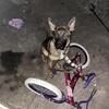 8mon.Female.Belgian/German shepherd mix