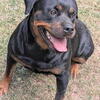 Champion Bloodline Female Rottweiler ISO New Home